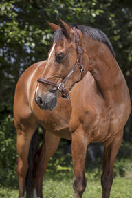 Licol cuir NORTON PRO - Grooming