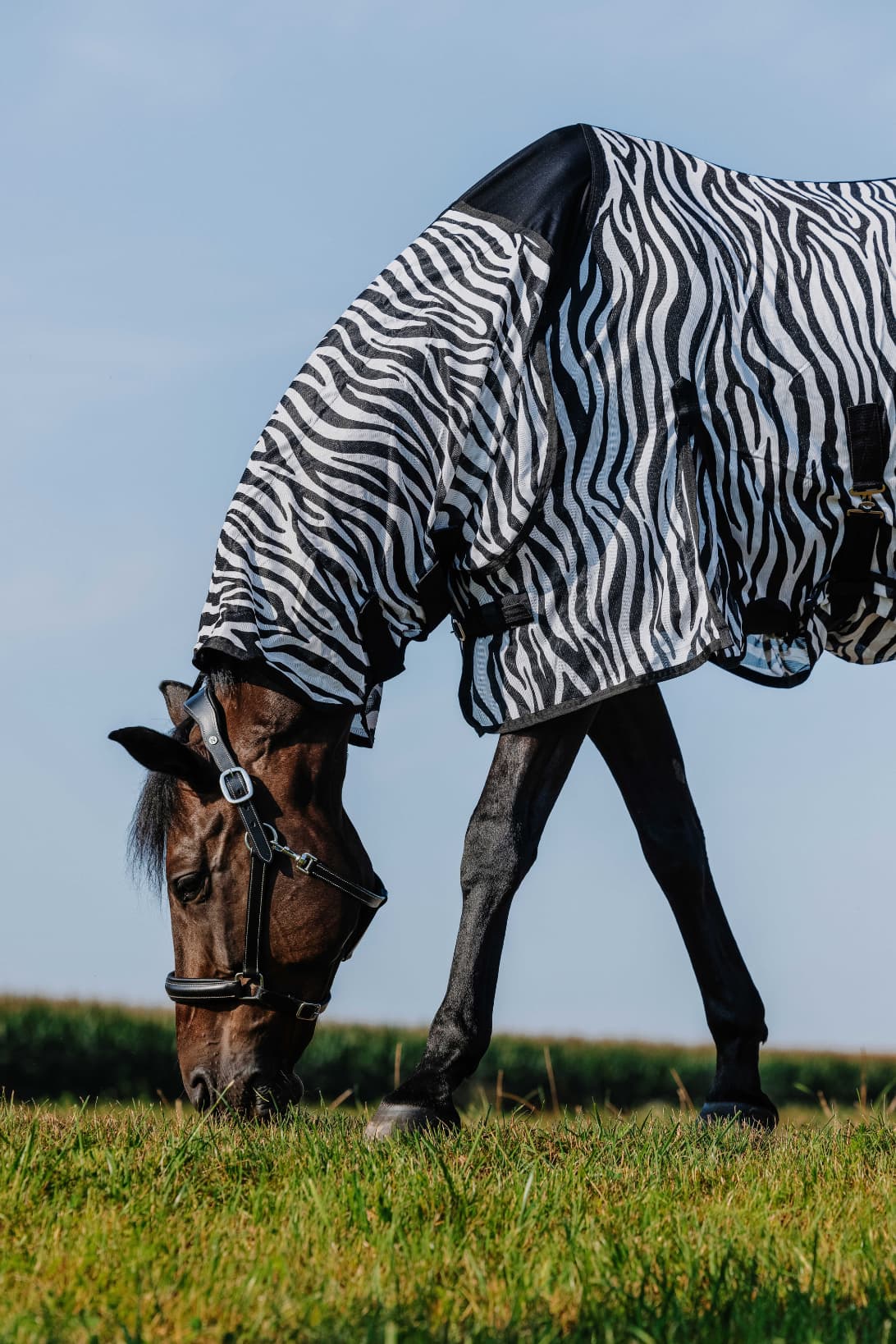 Chemise RIDING WORLD - Belly Mesh - Combo