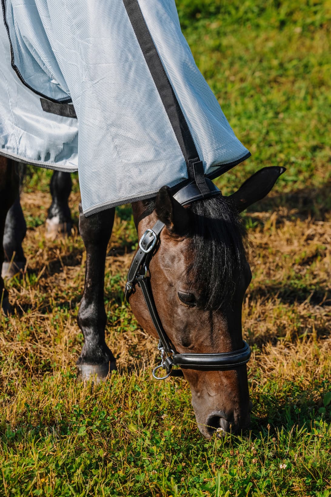Chemise RIDING WORLD - Belly Mesh - Combo
