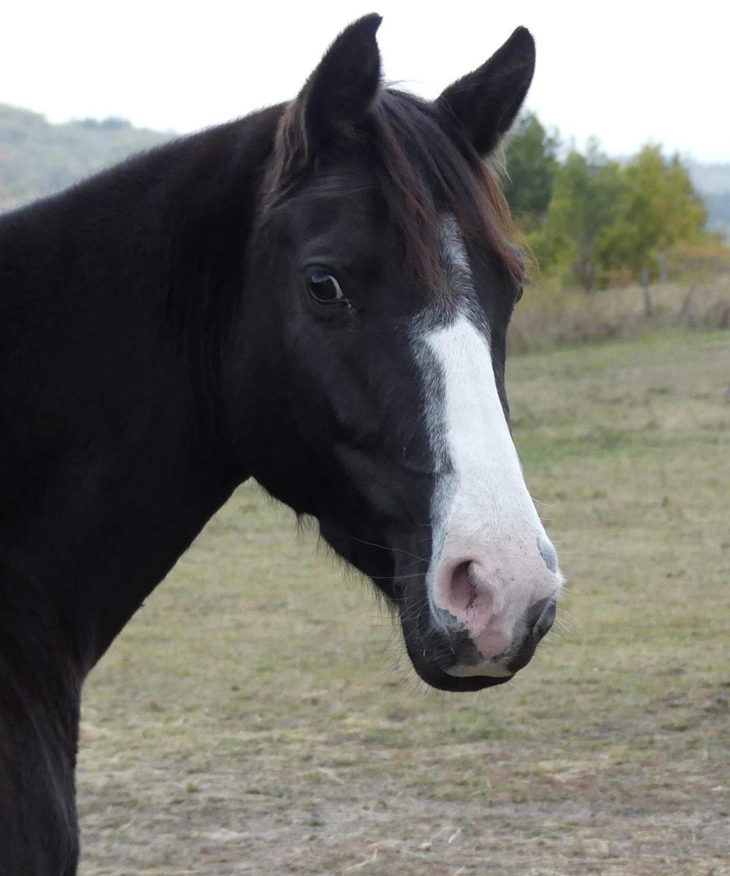 CHEVAL
