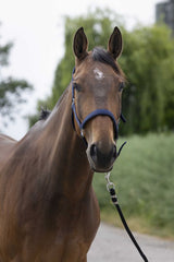 Licol NORTON - Satine