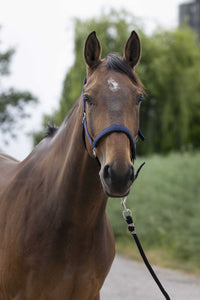 Licol NORTON - Satine