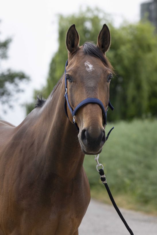 Licol NORTON - Satine