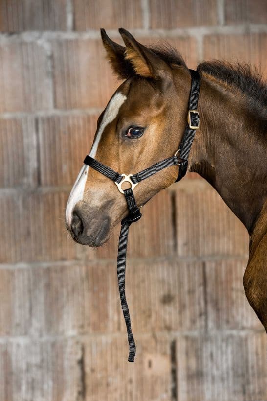 Licol foal + longe NORTON