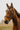 Bridon NORTON CLUB - Strass V