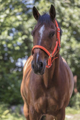 Licol NORTON - Fluo