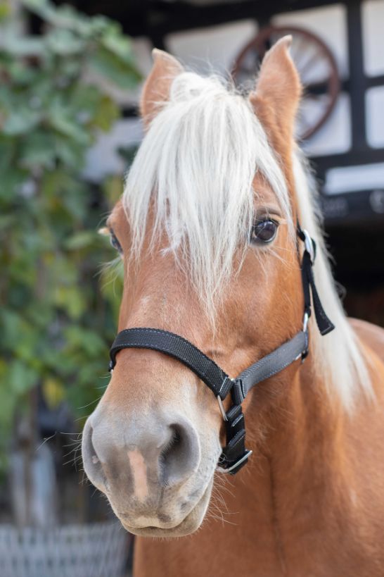 Licol NORTON - Cheval de trait