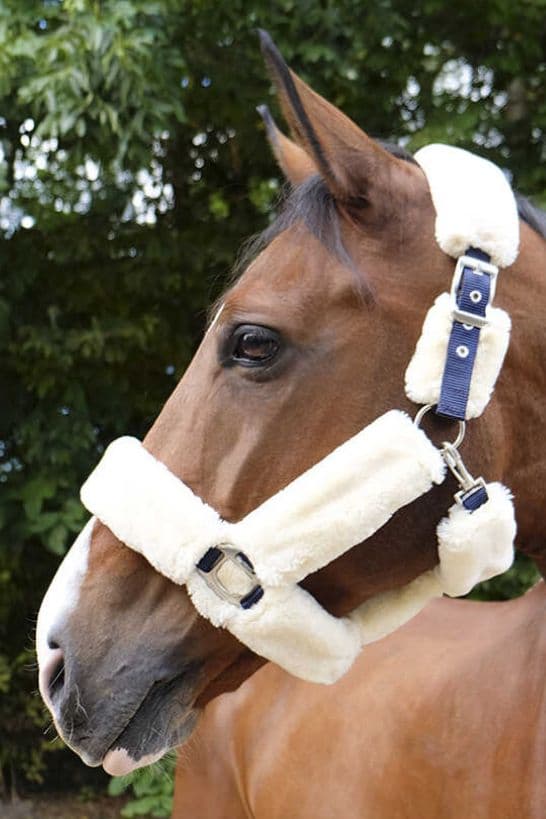 Licol EQUITHÈME "Teddy"