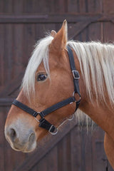 Licol NORTON - Cheval de trait