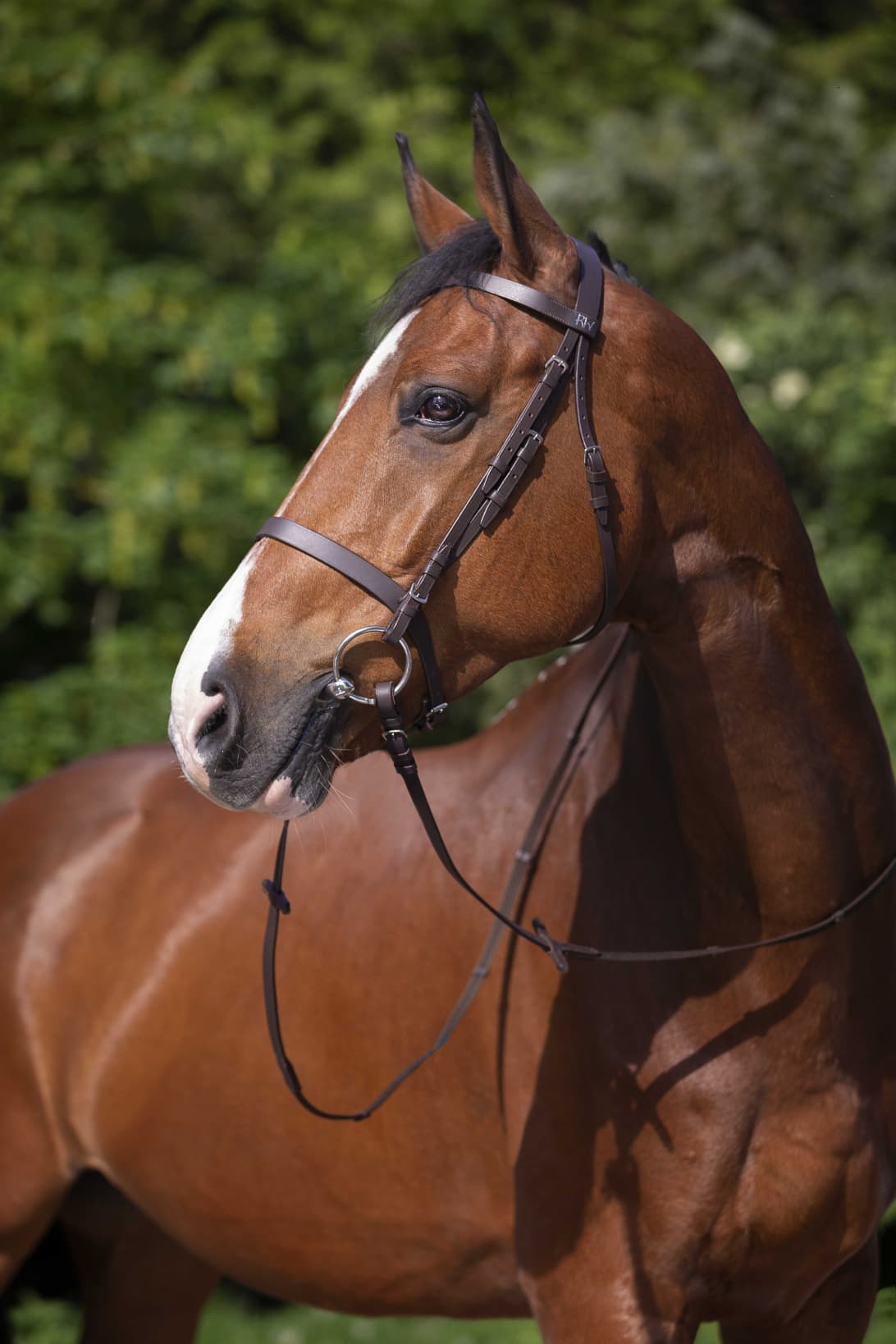 Bridon RIDING WORLD - Muserolle française
