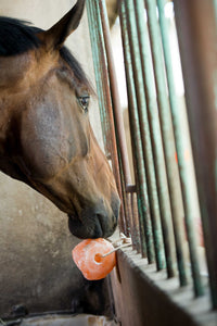 Pierre à sel HIPPOTONIC de l'Himalaya