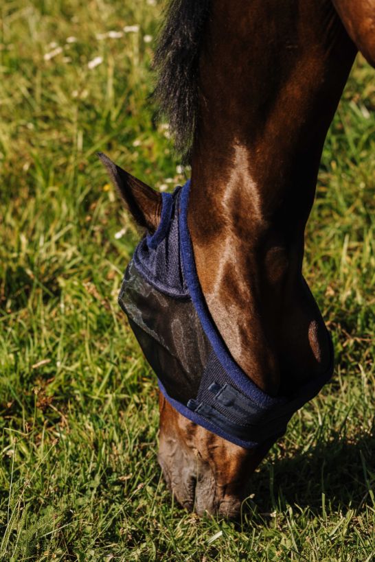 Masque anti-mouches RIDING WORLD - First - Sans oreilles