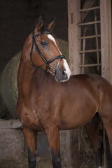 Bridon NORTON PRO - Combinée