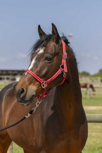 Licol NORTON - Grooming