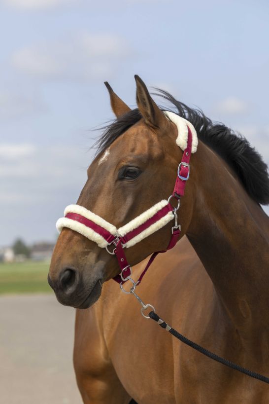 Licol EQUITHÈME - Nylon Mouton