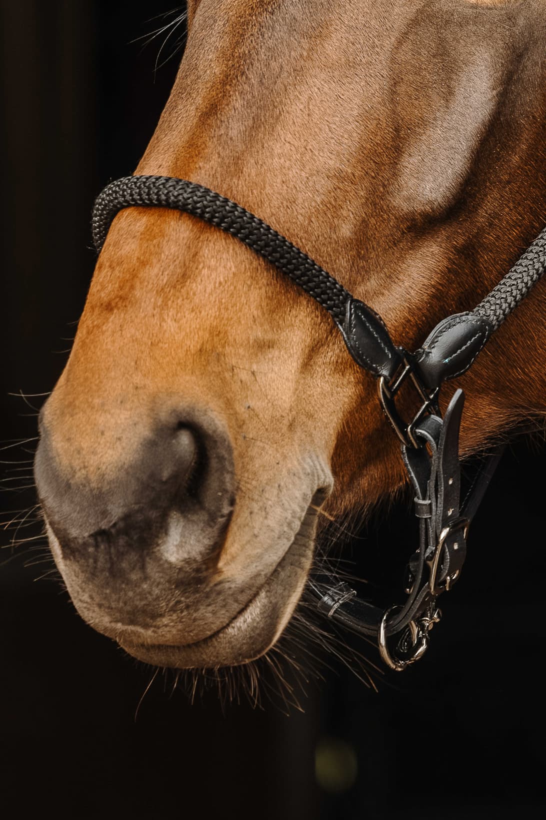 Licol cuir/corde NORTON