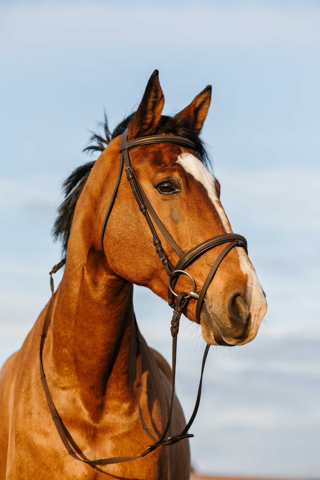 Bridon RIDING WORLD - Doublé muserolle combinée