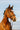Bridon RIDING WORLD - Doublé muserolle combinée