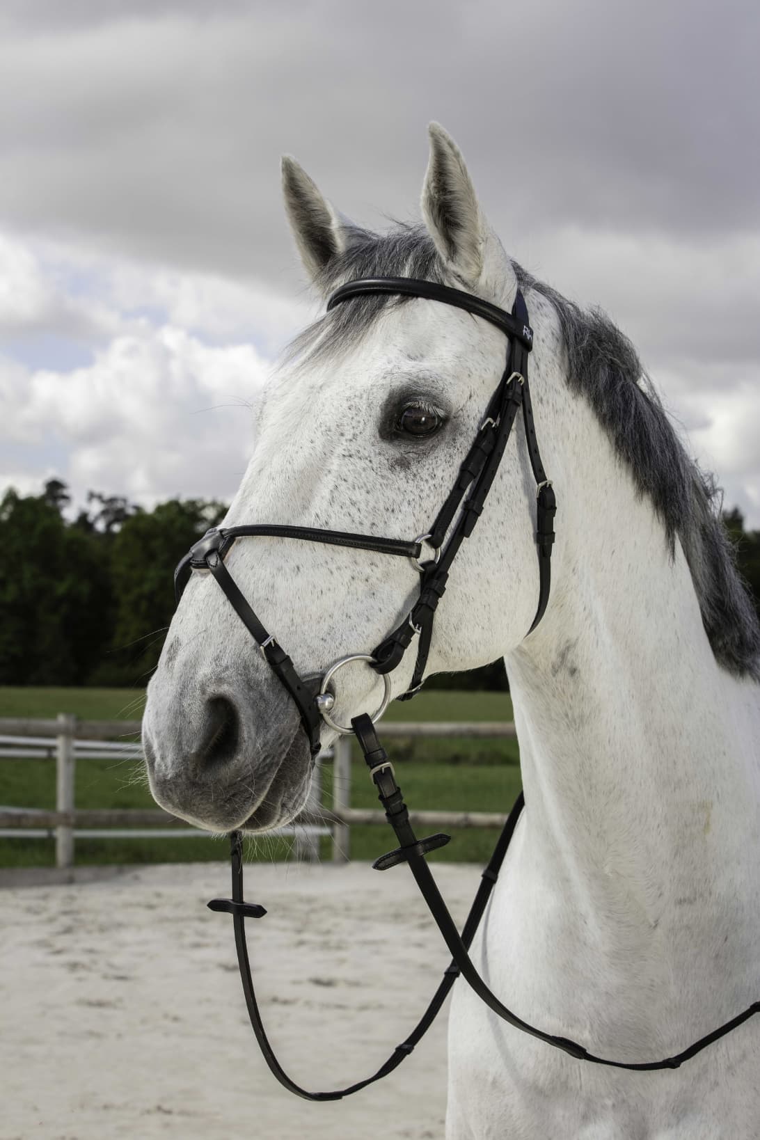 Bridon RIDING WORLD - Muserolle croisée