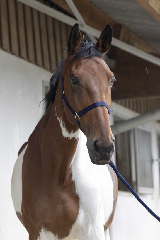 Licol + longe RIDING WORLD - Club