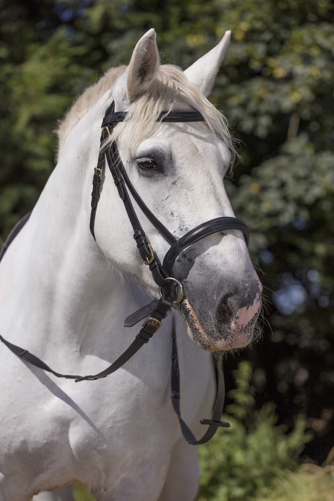 Bridon NORTON CLUB - Cheval de trait