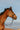 Bridon RIDING WORLD - Muserolle large