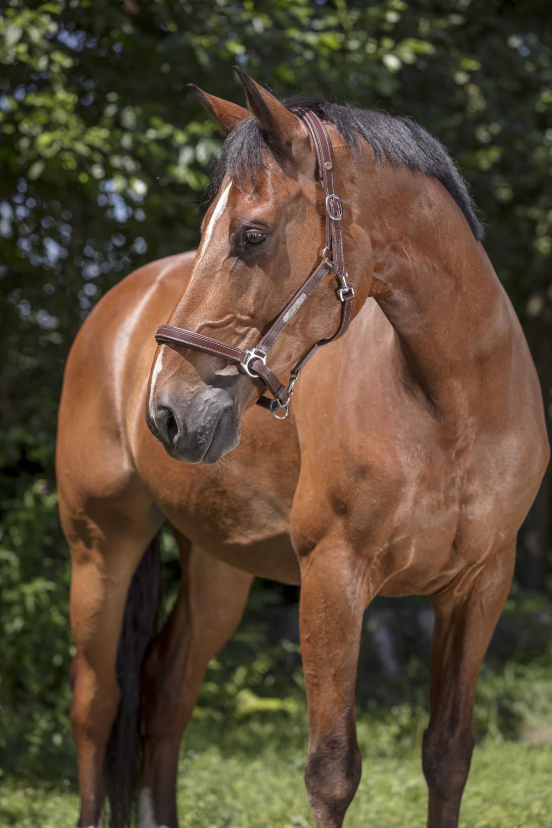 Licol cuir NORTON PRO - Grooming