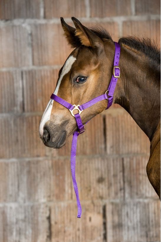 Licol foal + longe NORTON