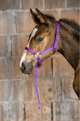 Licol foal + longe NORTON