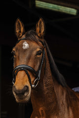 Bridon NORTON PRO - Dark