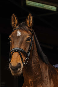 Bridon NORTON PRO - Dark