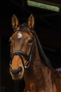 Bridon NORTON PRO - Dark