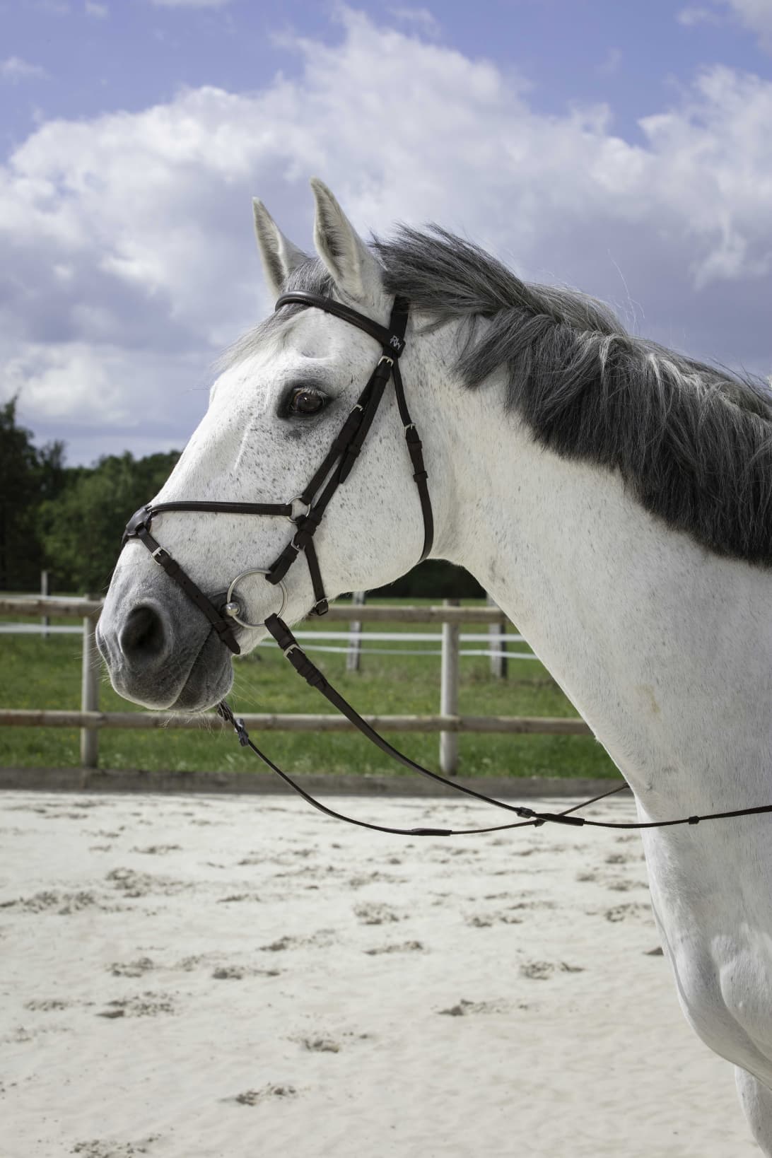Bridon RIDING WORLD - Muserolle croisée
