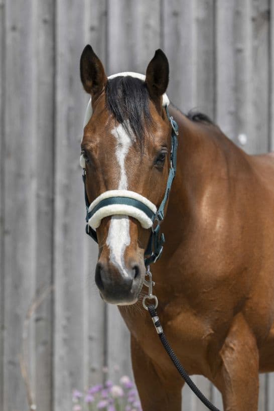 Licol RIDING WORLD mouton synthétique