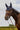 Bonnet chasse-mouche Je t'aime EQUITHÈME - Mirror