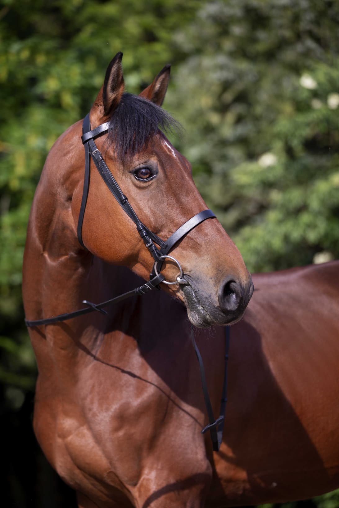 Bridon RIDING WORLD - Muserolle française