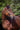 Bridon RIDING WORLD - Muserolle française