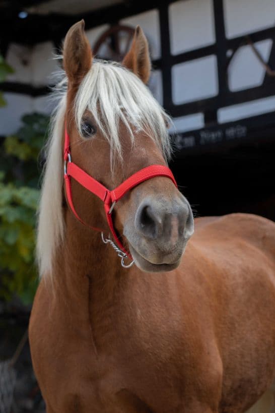 Licol NORTON - Cheval de trait