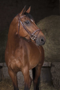 Bridon NORTON PRO - Combinée