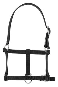 Licol foal RIDING WORLD