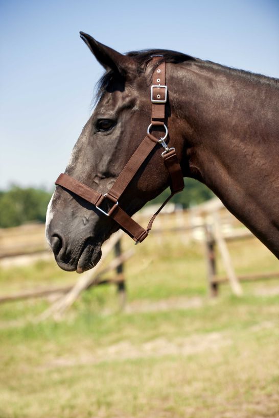 Licol NORTON - Cheval de trait