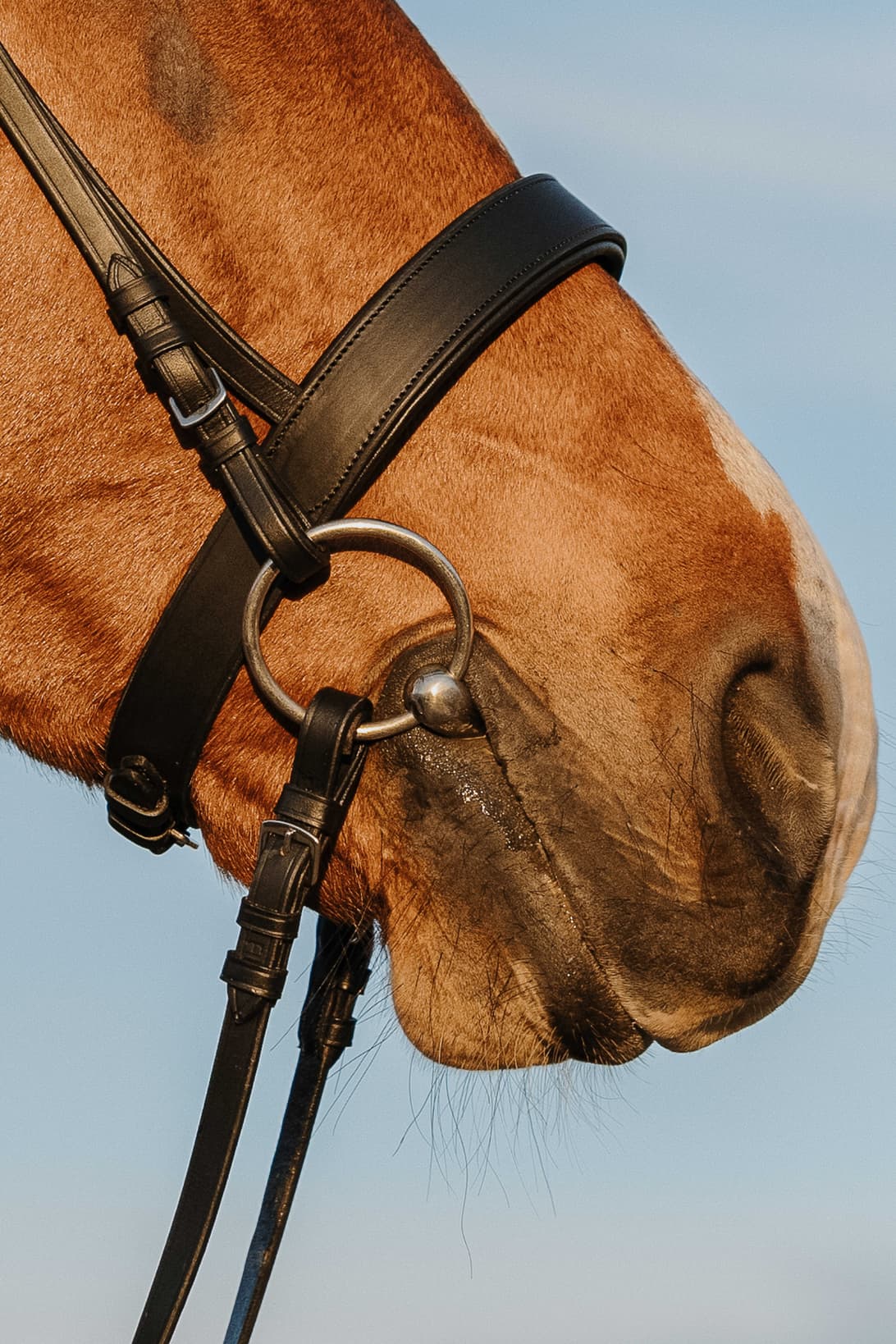 Bridon RIDING WORLD - Muserolle large