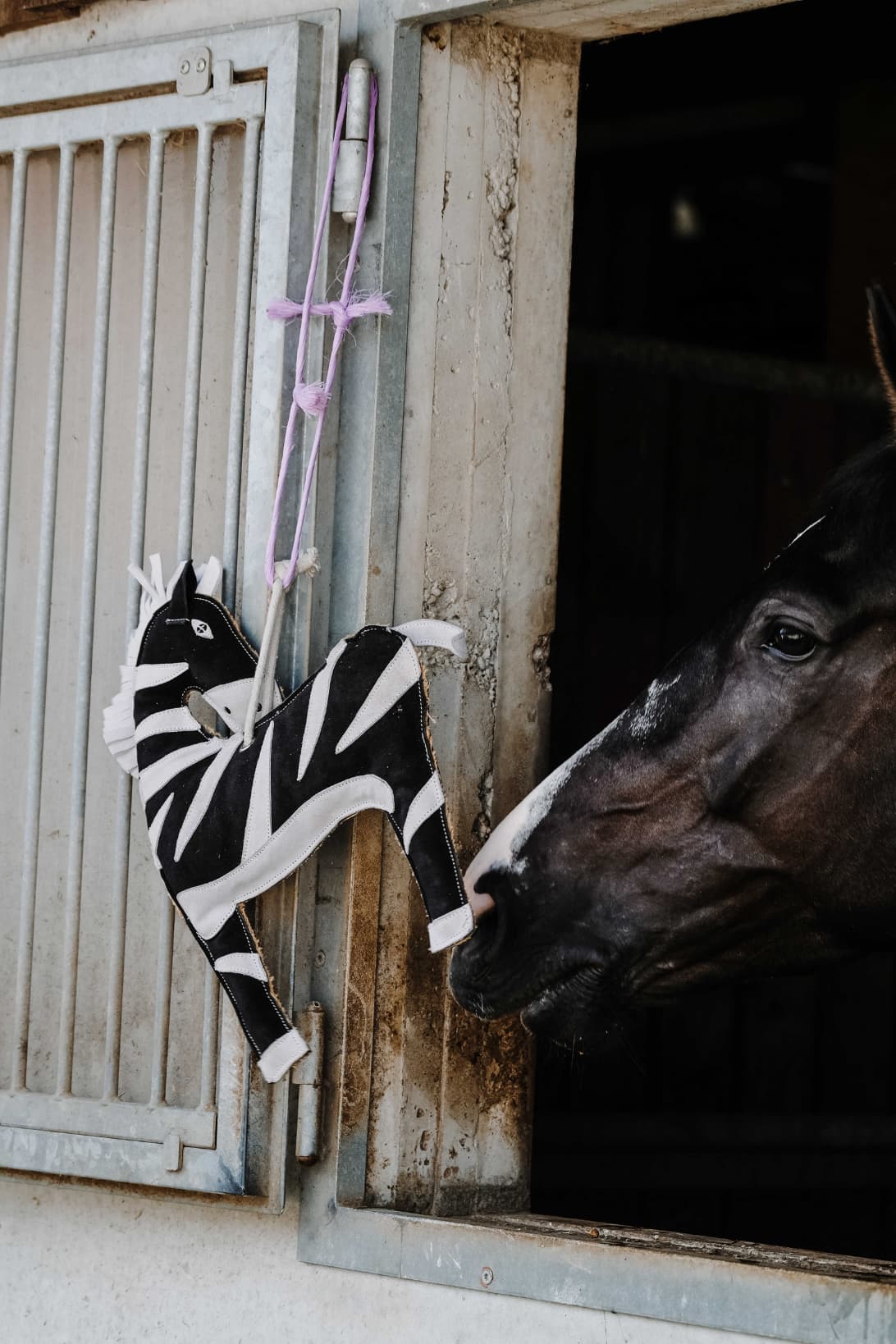 Jouet pour chevaux HIPPOTONIC - Zèbre