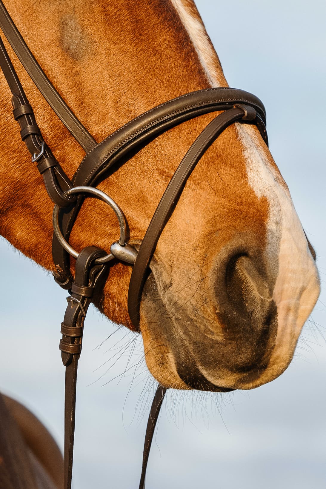 Bridon RIDING WORLD - Doublé muserolle combinée
