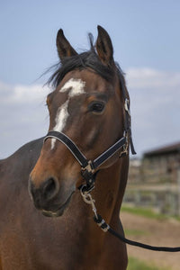 Licol EQUITHÈME - Nylon light
