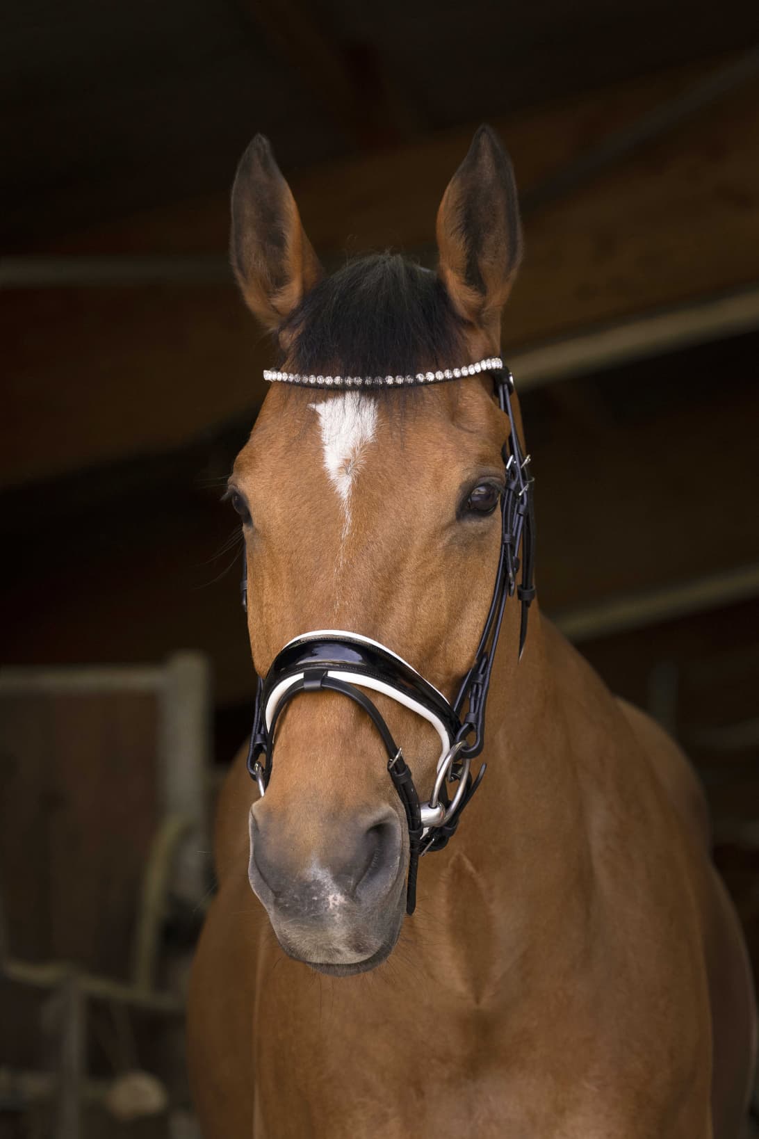 Bridon NORTON PRO - Bella