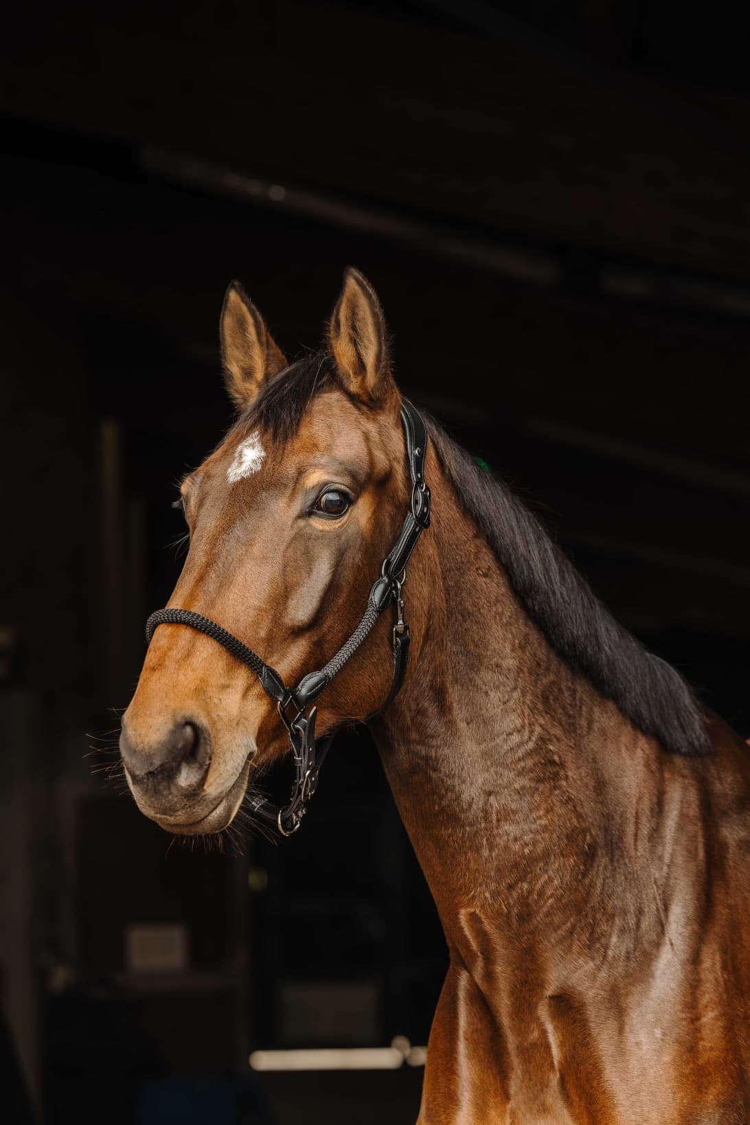 Licol cuir/corde NORTON