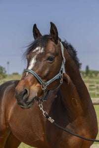Licol NORTON - Grooming