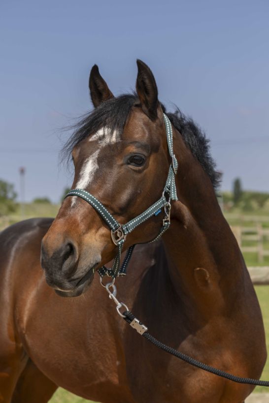Licol NORTON - Grooming