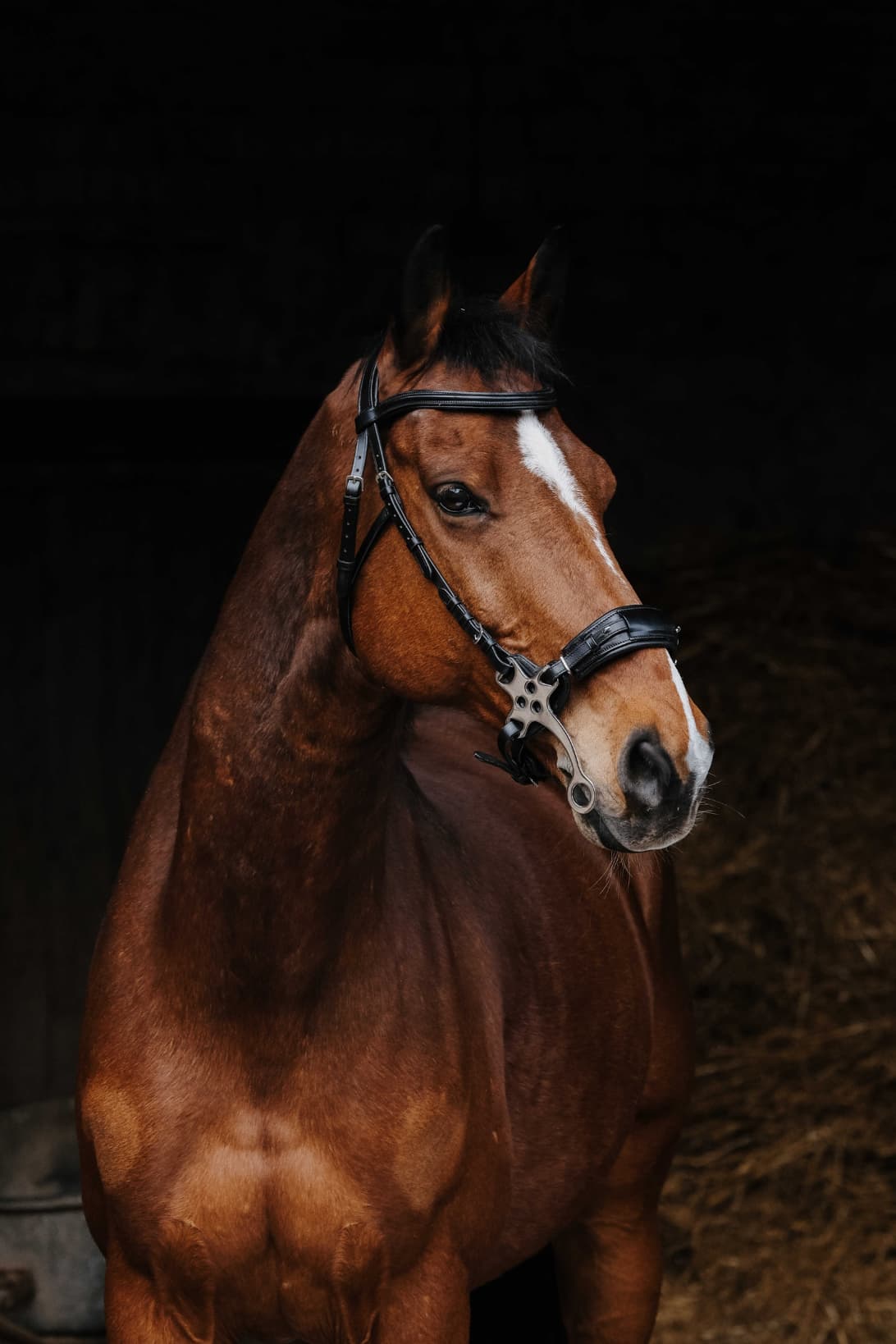 Bridon NORTON PRO - Hackamore